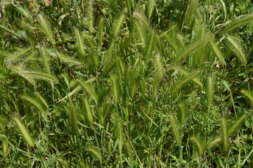 Fototapeta na wymiar Wall barley grass