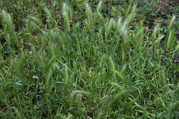 Wall barley grass