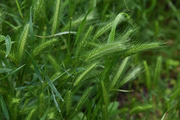 Wall barley grass