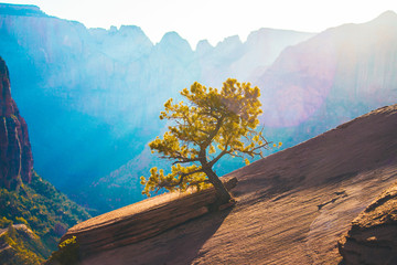 Small Tree Growing on Mountain 3