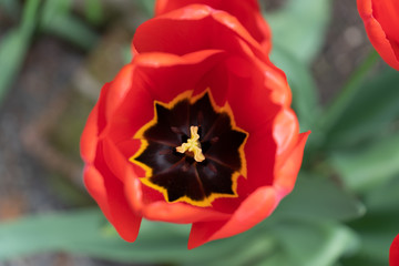 red tulip 