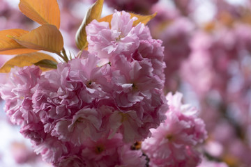 pink cherry blossom 