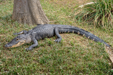 Alligator