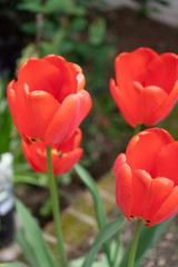 red tulips in the garden
