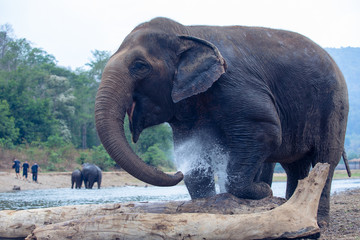 Elephant spraying water with trunk ,Elephant taking a shower,Elephants are enjoying the water.