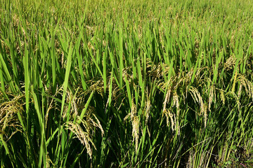 Rice filed, the harvest season