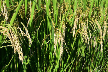 Rice filed, the harvest season