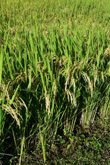 Rice filed, the harvest season