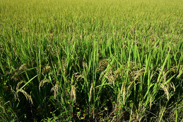 Rice filed, the harvest season