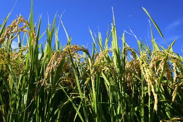 Naklejka premium Rice filed, the harvest season