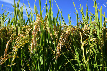 Naklejka premium Rice filed, the harvest season