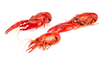 Red Crawfish Isolated on a White Background