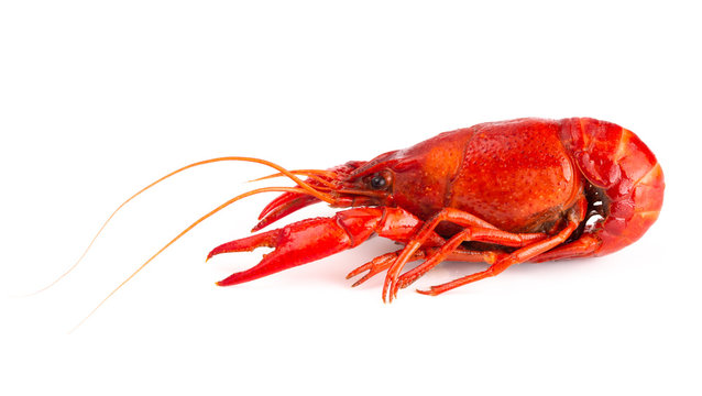Red Crawfish Isolated on a White Background
