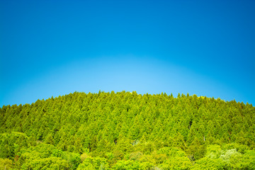 Trees and Blue Sky