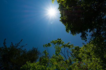 Fototapeta premium sunflare