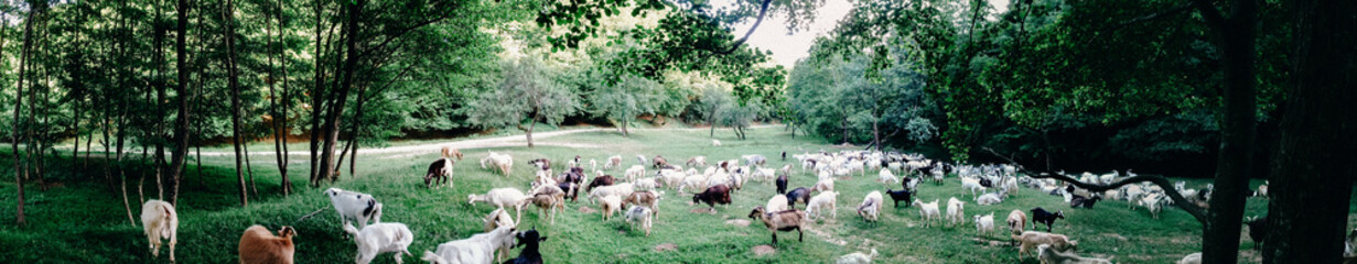 Obraz na płótnie Canvas Romania Goats Panorama