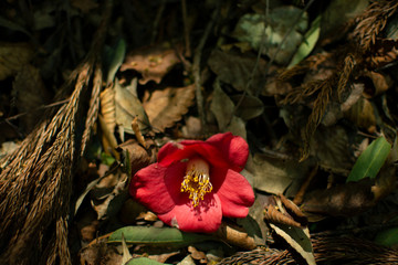 Fallen Camellia