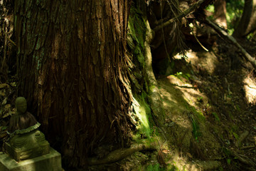 The Buddha at the root