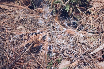 spider web pine