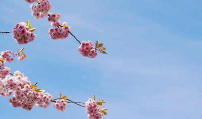 Showy and bright Prunus Kanzan Japanese Flowering Cherry double layer flowers against blue sky background. Sakura blossom. Japanese cherry blossom.