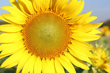 Obraz premium Sunflowers garden