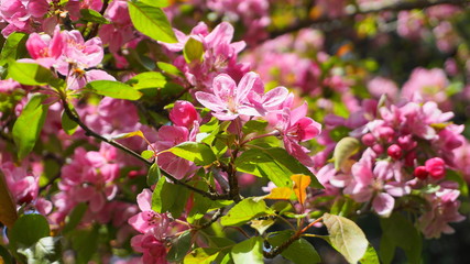 Malus Royalty Crabapple tree with flowers in the morning sun close up.  Apple blossom. Spring background.