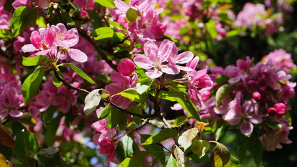 Malus Royalty Crabapple tree with flowers in the morning sun close up.  Apple blossom. Spring background.