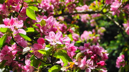 Malus Royalty Crabapple tree with flowers in the morning sun close up.  Apple blossom. Spring background.