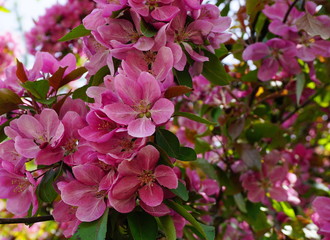Malus Royalty Crabapple tree with flowers in the morning sun close up.  Apple blossom. Spring background.