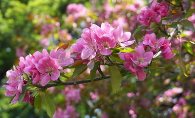 Malus Royalty Crabapple tree with flowers in the morning sun close up.  Apple blossom. Spring background.