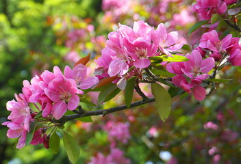 Malus Royalty Crabapple tree with flowers in the morning sun close up.  Apple blossom. Spring background.