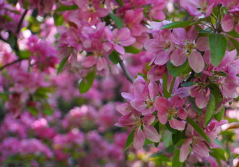 Malus Royalty Crabapple tree with flowers in the morning sun close up.  Apple blossom. Spring background.