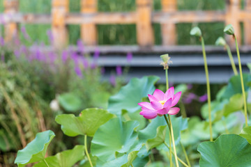 Lily pads blooming in the pond