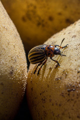 A close up image of the striped Colorado potato beetle that crawls on potatoes and green leaves and eats them.