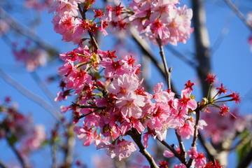 Cherry Blossom In Spring 