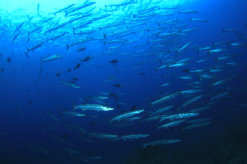 School of Chevron Barracuda fish in Similan Islands, Thailand  