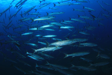 School of Chevron Barracuda fish in Similan Islands, Thailand  