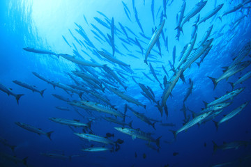 Fototapeta na wymiar School of Chevron Barracuda fish in Similan Islands, Thailand 