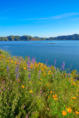 Lake and Wild Flowers 