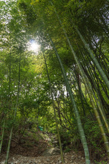 Sunlight reflected between bamboo groves