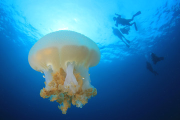 Jellyfish and scuba divers 