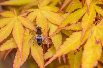 Outdoor golden maple leaves, close-up,Acer palmatum