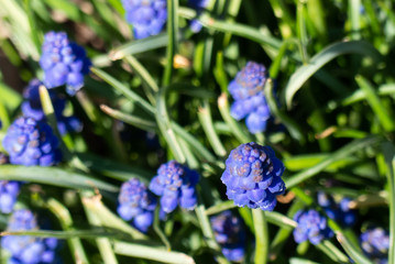 Grape Hyacinth in Spring