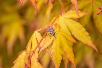 Outdoor golden maple leaves, close-up,Acer palmatum