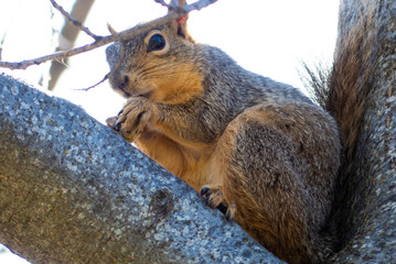 Obraz premium Squirrel with nut in tree