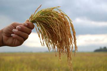 panículas de arroz recien cosechado