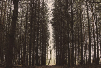 forest in fog