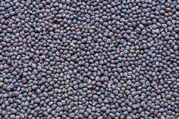 Black Gram Lentils  or Skinned Urad Dal, closeup