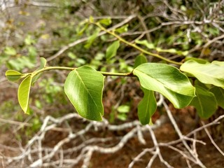 young plant in the garden
