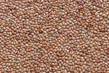 Lentils or whole Sabut Masoor dal, closeup